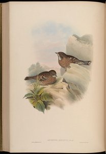 Accentor altaicus = Prunella himalayana